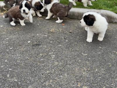 IKC Registered Rocky the St. Bernard 🥊🔥 in Tipperary