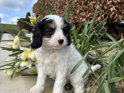 * 1 female left* Unique Litter of Toy Cavapoo puppies in Longford