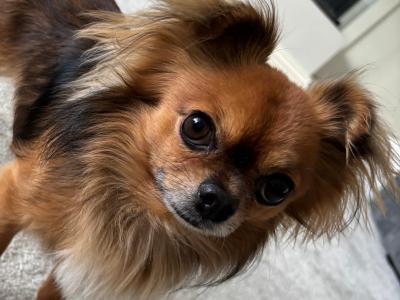 Male KC registered Long Hair Chihuahua For Stud