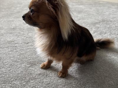 Male KC registered Long Hair Chihuahua For Stud