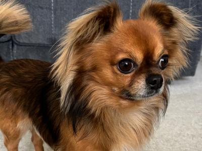 Male KC registered Long Hair Chihuahua For Stud