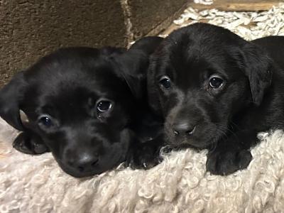 Purebred Black Labrador puppies for sale in Meath