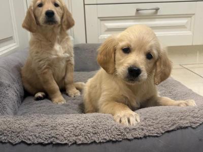 Golden Retriever stud in Kildare