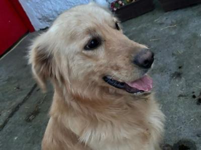 Golden Retriever stud in Kildare