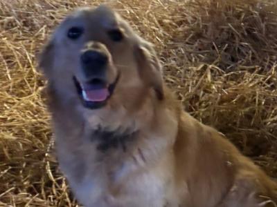 Golden Retriever stud in Kildare