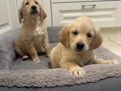 Golden Retriever stud in Kildare