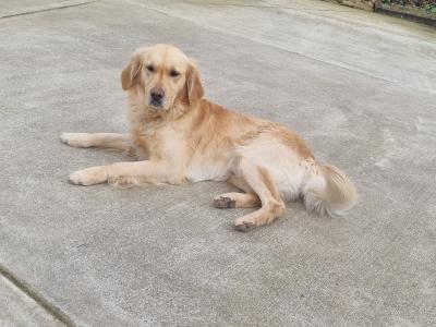 Purebreed Golden Retriever