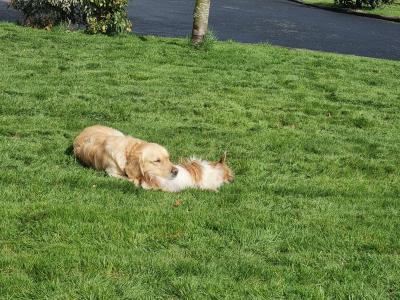 Purebreed Golden Retriever