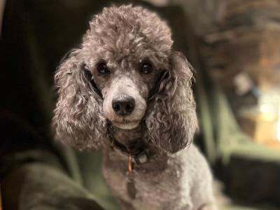 IKC Registered  health tested Silver Miniture Poodle