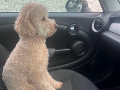 Absolutely beautiful kind cavapoochon in Kildare