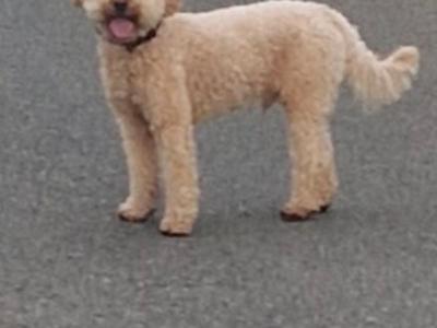 Absolutely beautiful kind cavapoochon in Kildare