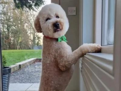 Absolutely beautiful kind cavapoochon in Kildare
