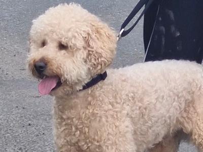 Absolutely beautiful kind cavapoochon in Kildare