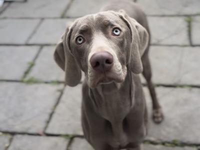 IKC Registered Weimaraner for stud in Waterford – 4 Generation Pedigree‼️