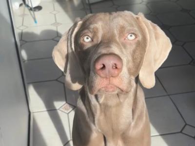 IKC Registered Weimaraner for stud in Waterford – 4 Generation Pedigree‼️