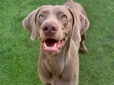 IKC Registered Weimaraner for stud in Waterford – 4 Generation Pedigree‼️