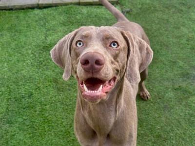IKC Registered Weimaraner for stud in Waterford – 4 Generation Pedigree‼️
