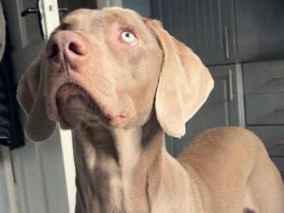 IKC Registered Weimaraner for stud in Waterford – 4 Generation Pedigree‼️
