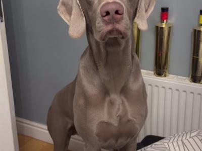 IKC Registered Weimaraner for stud in Waterford – 4 Generation Pedigree‼️