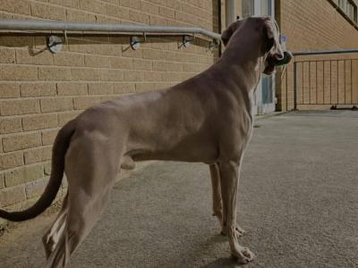 IKC Registered Weimaraner for stud in Waterford – 4 Generation Pedigree‼️