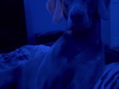 IKC Registered Weimaraner for stud in Waterford – 4 Generation Pedigree‼️