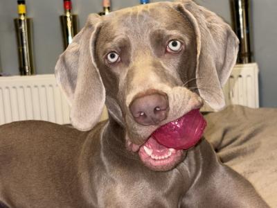 IKC Registered Weimaraner for stud in Waterford – 4 Generation Pedigree‼️