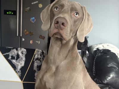 IKC Registered Weimaraner for stud in Waterford – 4 Generation Pedigree‼️