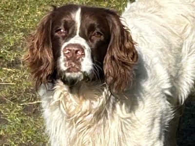 English Springer Spaniel for STUD