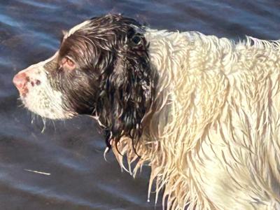 English Springer Spaniel for STUD