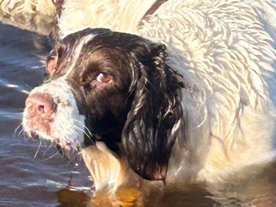 English Springer Spaniel for STUD