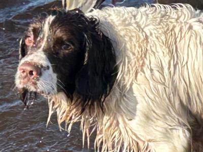 English Springer Spaniel for stud in Mayo