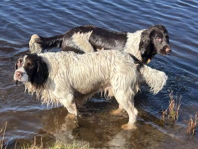 English Springer Spaniel for STUD
