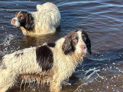 English Springer Spaniel for STUD