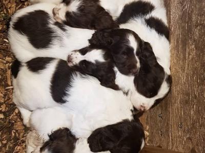 English Springer Spaniel for STUD