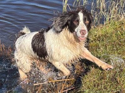 English Springer Spaniel for STUD