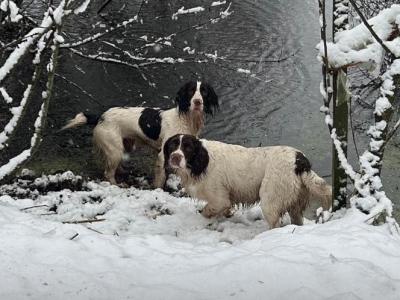 English Springer Spaniel for STUD