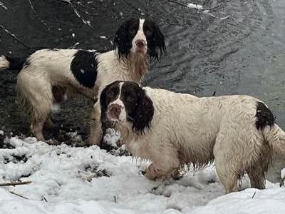 English Springer Spaniel for STUD