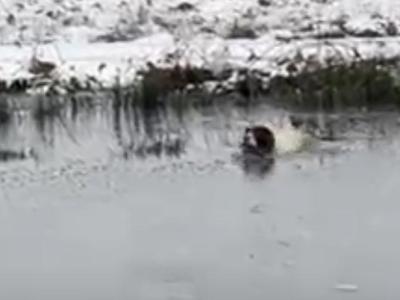English Springer Spaniel for STUD