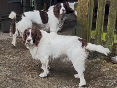 English Springer Spaniel for STUD
