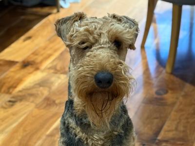 IKC Registered Airedale Terrier for Stud