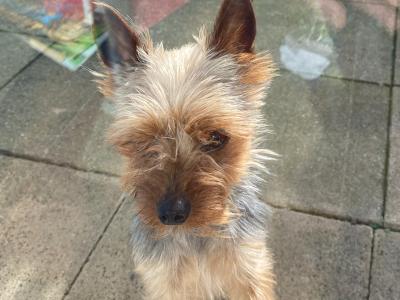 IKC Registered Yorkshire Terrier for Stud