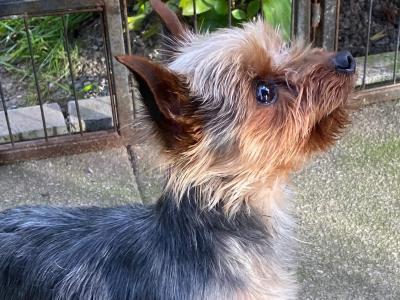 IKC Registered Yorkshire Terrier for Stud