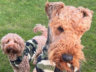 IKC Registered Airedale Terrier for Stud