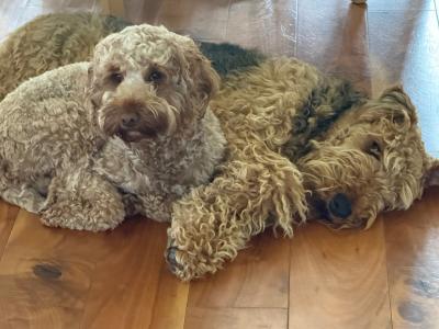 IKC Registered Airedale Terrier for Stud