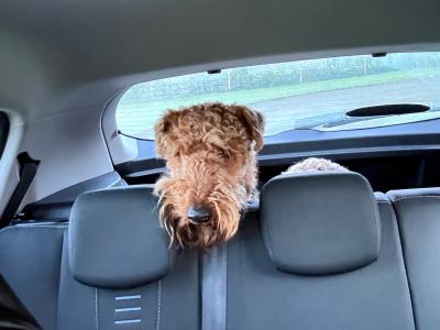 IKC Registered Airedale Terrier for Stud