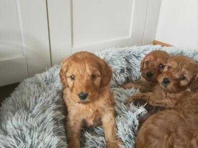 Miniature Cockapoo puppies in Galway