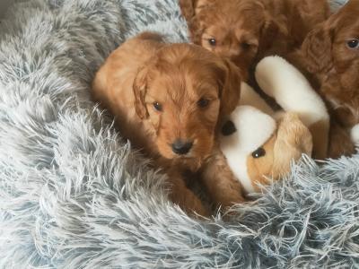Miniature Cockapoo puppies in Galway