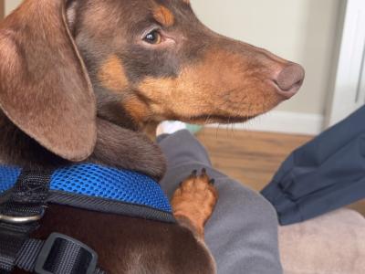 Dachshund Stud
