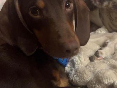 Dachshund Stud