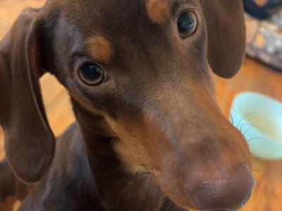 Dachshund Stud